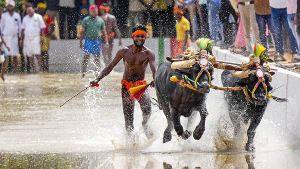Bengaluru Kambala: Traffic Restrictions, Airport Advisory Issued For This Weekend