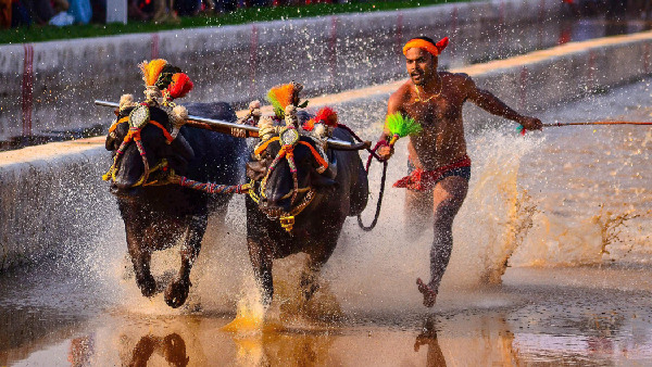 Bengaluru Braces For Thrill-Filled Kambala Buffalo Race: 160 Pairs To Compete, Free Entry For All