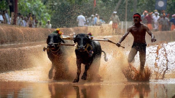 Bengaluru Braces For Thrill-Filled Kambala Buffalo Race: 160 Pairs To Compete, Free Entry For All