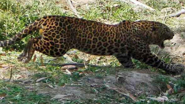 Big Cats in the City: Leopards Spotted Yet Again In Different Areas Of Bengaluru
