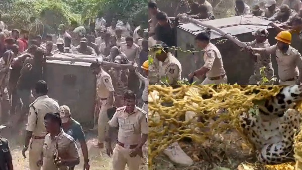 Leopard Rescued In Bengaluru: Big Cat Captured From Abandoned Building Near Kudlu Gate After 4-Day Operation Leopard Rescued In Bengaluru: Big Cat Captured From Abandoned Building Near Kudlu Gate After 4-Day Operation