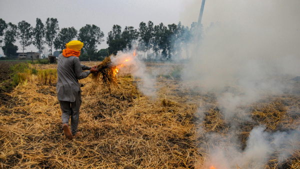 Air Pollution: SC Directs Punjab, Haryana, UP, Rajasthan To Immediately Stop Crop Residue Burning