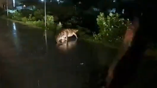 Chennai Rains: Crocodile Spotted Crossing The Road In Perungalathur [Watch Viral Video]