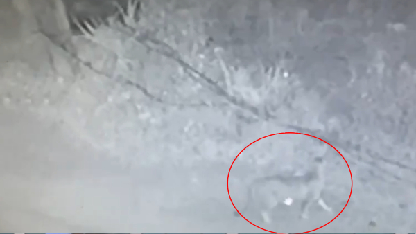 Another Leopard Spotted Off Sarjapur Road In Bengaluru, Forest Officials On Alert