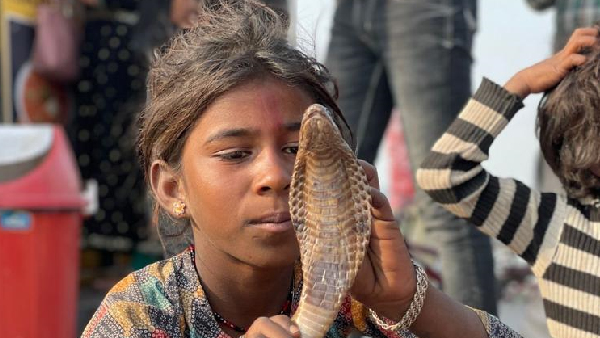 OI Special Report: Charmed! Meet The Young Snake Charmers of Ayodhya