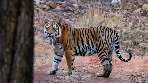 Man-Eater Tiger Taken To Quarantine Centre In Keralas Puthur Zoological park