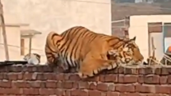 Tiger On The Loose! Tense Moments In UPs Pilibhit Village As Big Cat Rests Atop Gurudwara Wall