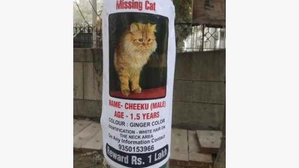 Have You Seen Cheeku? Family Offers Rs 1 Lakh Reward For Missing Cat