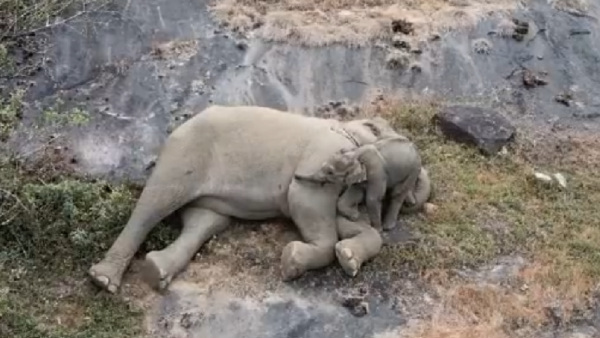 The Video Of Elephant Calf’s Nap With Mother Is Winning Hearts 