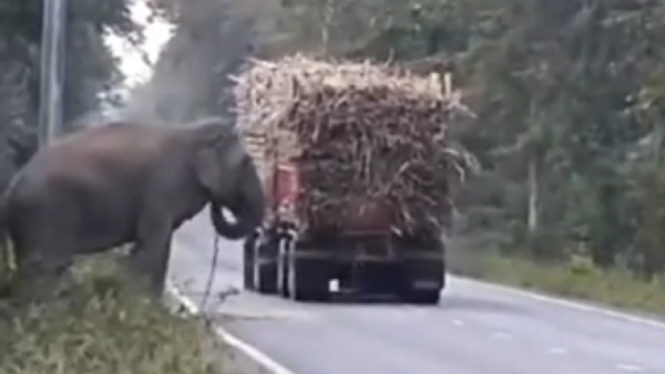 Unforgettable Elephant Moments: 5 Heartwarming Videos Thatll Melt Your Heart!