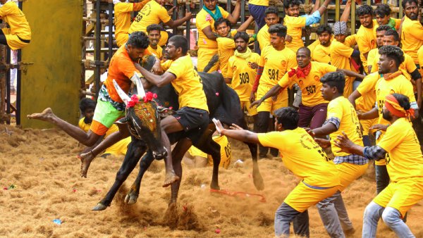 Jallikattu Event