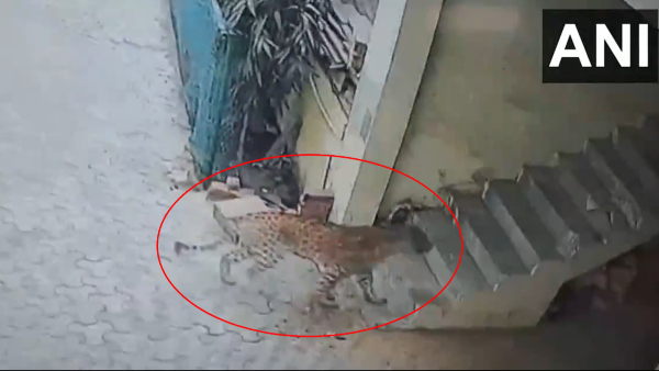 Leopard Viral Video: CCTV Camera Catches Leopard Entering A House In Gurugram