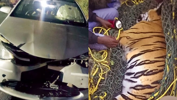 Car Hits Tiger in Mysore