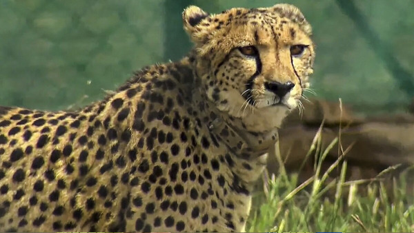 10th Namibian Cheetah Dies