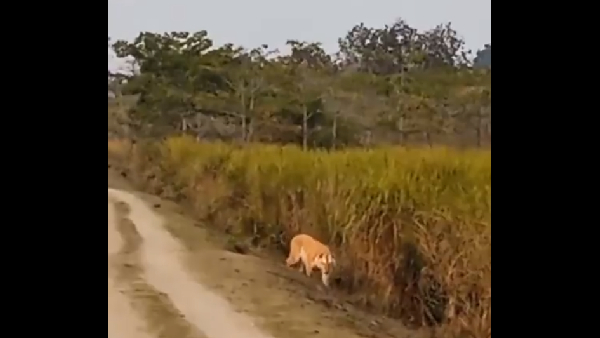 Viral Video Of Golden Tiger