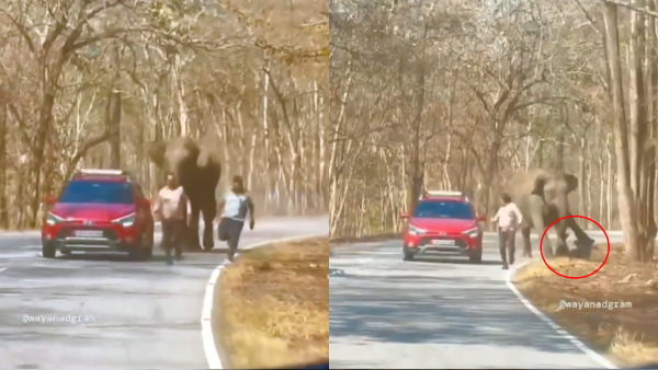 Elephant Attack In Bandipur