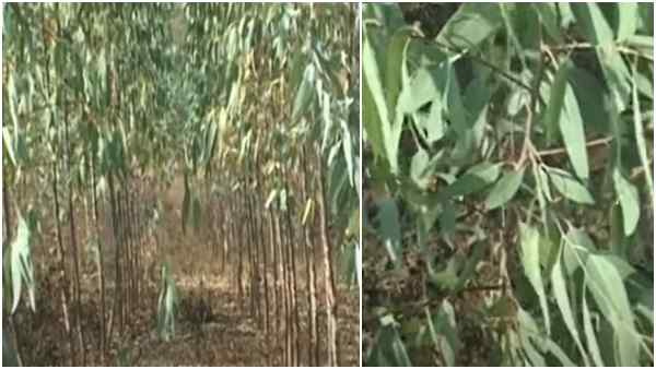 Lifting Ban On Eucalyptus Plantation