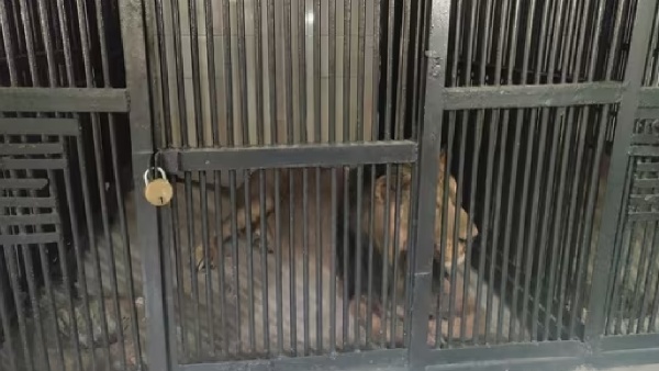 Man Enters Lion Enclosure, Killed Man Enters Lion Enclosure, Killed