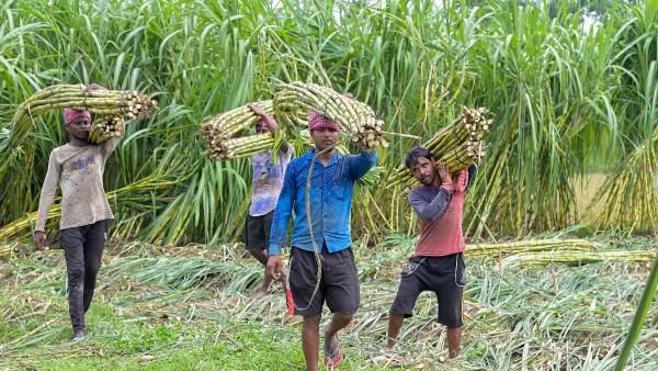 Amid Farmer Unrest, Centre Announces Rs 25 Hike In Sugarcane FRP For 2024-25 Season 