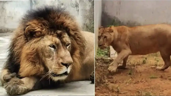 Sita-Akbar Lions Row