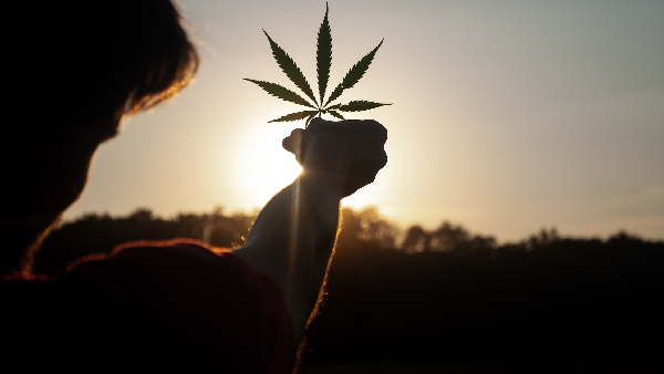 Germany Is Set To Legalise Cannabis: What Are The Complications?