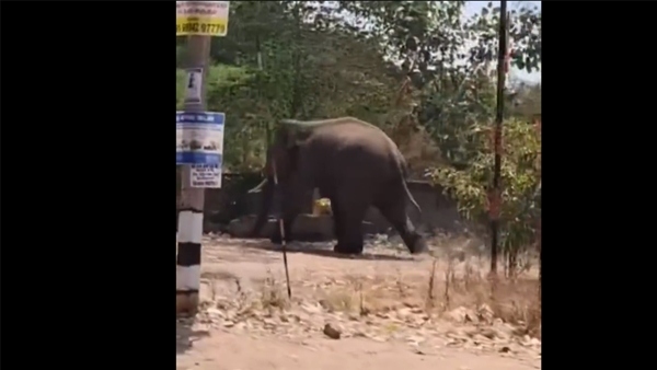 Elephant Runs Wild on Coimbatore Streets in Viral Video Injures Elderly Man