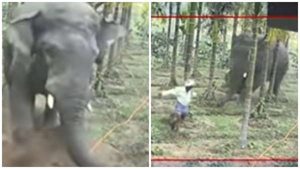 Wild Elephant Nearly Kills A Farm Worker In Hassan - Watch Spine Chilling Video