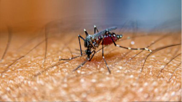 Pak to Help Africa in Mosquito Threat