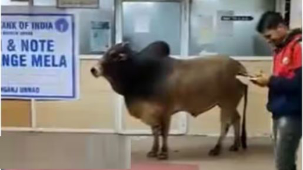 Bulls Roam Bengaluru Streets Bulls Roam Bengaluru Streets