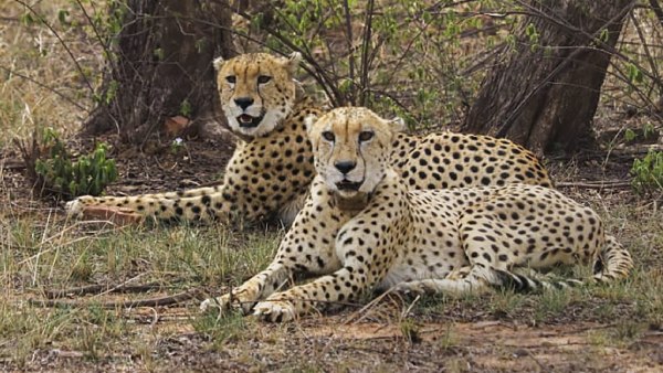 MP s Gandhisagar Wildlife Sanctuary To Get 5-8 Cheetahs From South Africa