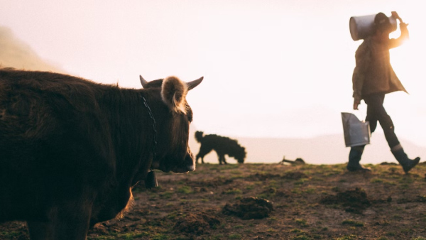 H5N1 Bird Flu In Raw Cow Milk