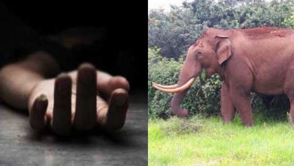 Elephant attack Thulappally