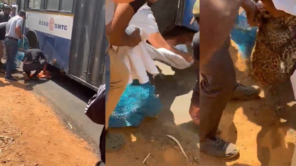 Leopard Cub Seeks Safety Under BMTC Bus In Bengaluru Outskirts