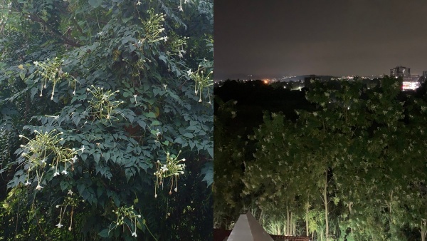 Millingtonia hortensis the Indian Cork Tree