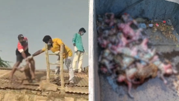 Telangana 30 Monkeys Found Dead In Nandikonda Water Tank Negligence Blamed