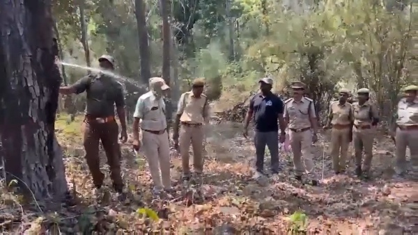 Bengaluru s Water Woes And Nature s Solution The Story Of Indian Laurel Tree Also Known As Terminalia Tomento