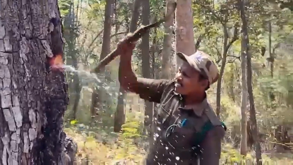 Bengaluru s Water Woes And Nature s Solution The Story Of Indian Laurel Tree Also Known As Terminalia Tomento