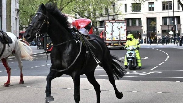 WATCH Viral Video Military Horses Break Loose In UK 4 Injured WATCH Viral Video Military Horses Break Loose In UK 4 Injured