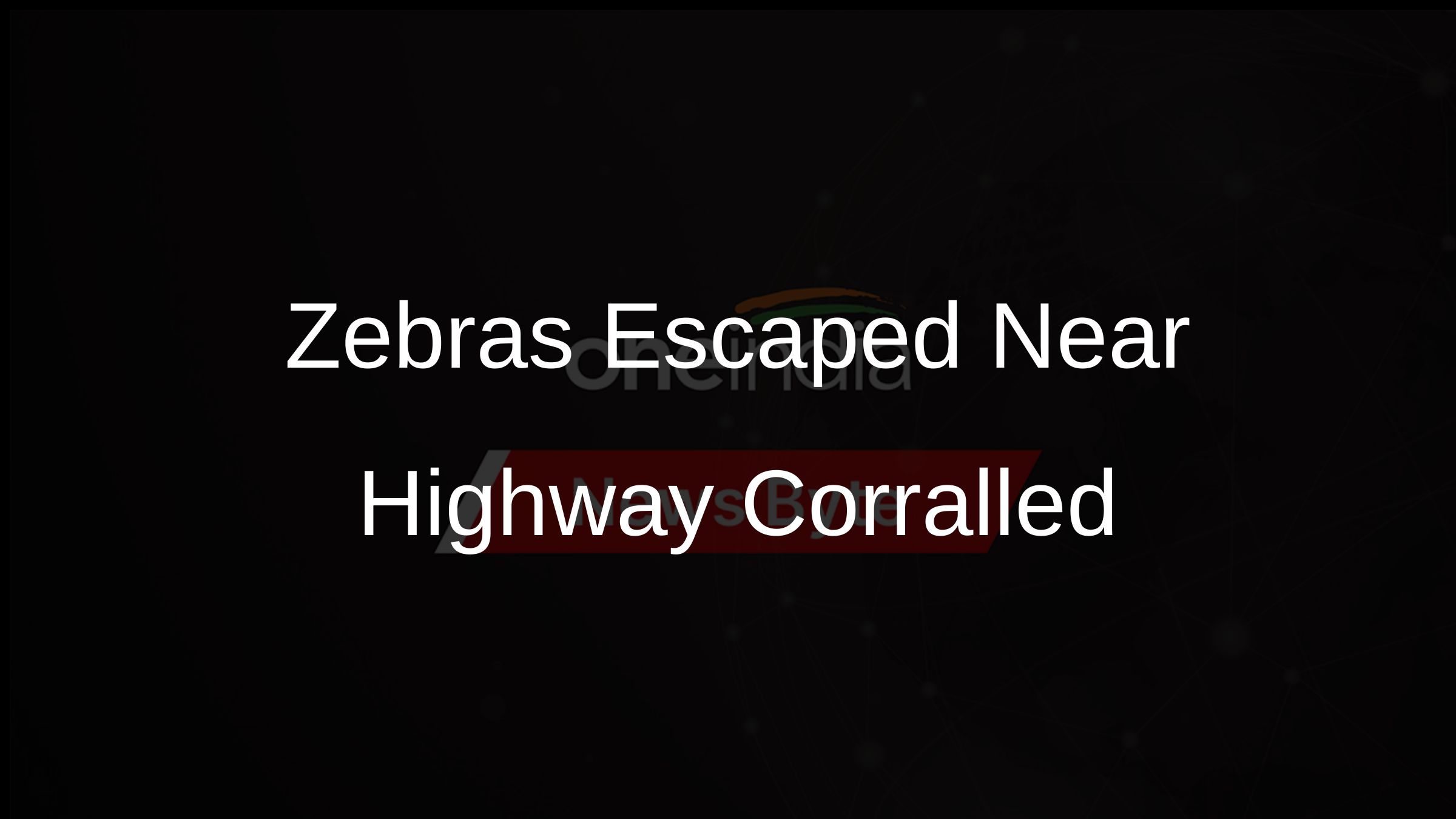Zebras Escaped Near Highway Corralled