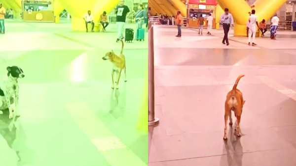 Who Let the Dogs Out Netizens Declare Chennai Airport Is Most Pet Friendly In India