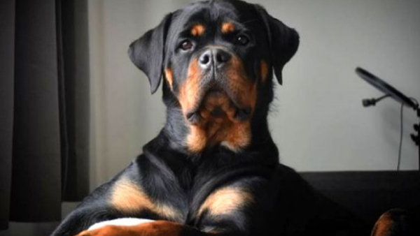 Girl Attacked By Rottweilers Chennai