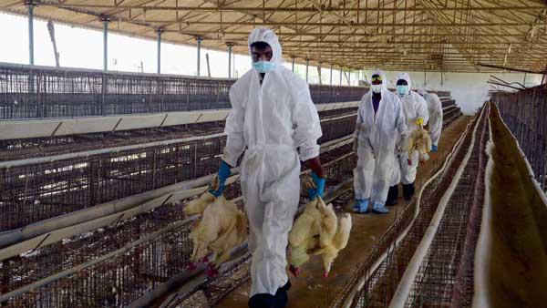 WHO Confirms Bird Flu Case In India WHO Confirms Bird Flu Case In India
