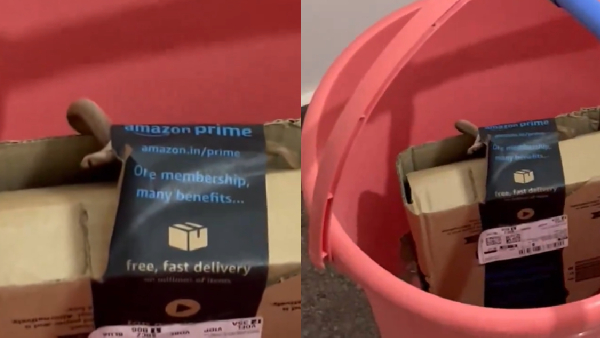 Bengaluru Couple Finds Cobra Crawling Out Of Amazon Delivery Package