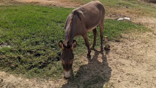 Pakistan s Donkey Population Reaches 5 9 Million In FY 2023-24 Economic Survey Report