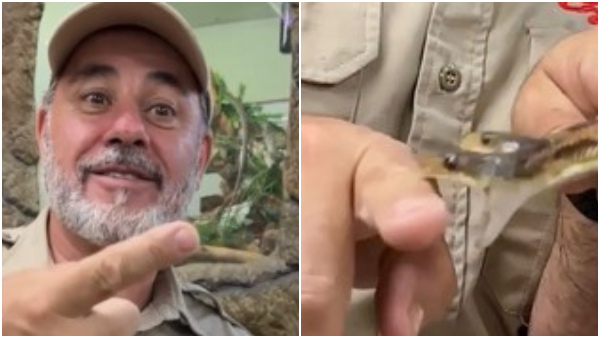 US Zookeeper Bitten By Both Heads Of Rare Two-Headed Snake