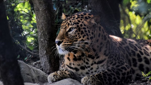 Viral Video From Jim Corbett Tiger Attacks Tourist Vehicle - WATCH What Happened Next