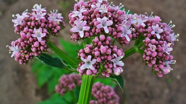 What Is The Best Herbal Supplement That Will Help You Sleep Naturally And Enhance The Quality Of Your Sleep