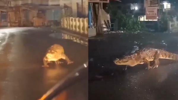 Crocodile Seen Strolling On Road