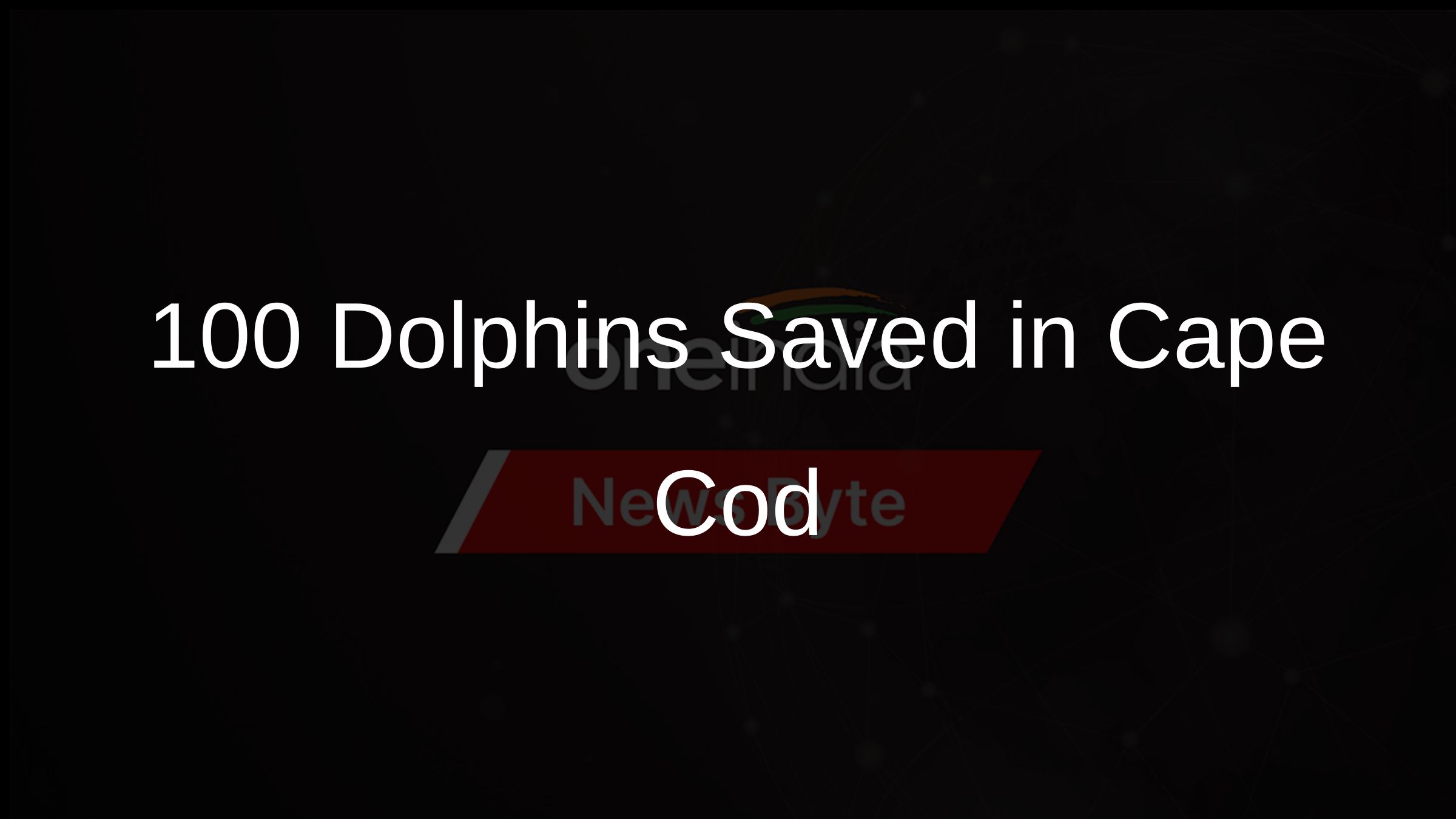 100+ Dolphins Saved in Cape Cod