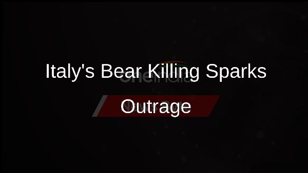 Italys Bear Killing Sparks Outrage